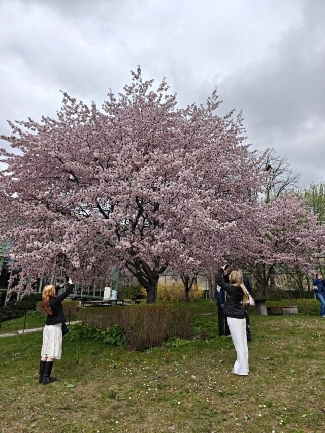 Päivä Tukholmassa -matka 2. vuoden A-ruotsin opiskelijoiden kanssa 🚢🇸🇪

Pääsimme tutustumaan Tukholman yliopistoon, kiertelemään museoissa ja ihastelemaan kaunista Tukholmaa 🌸

Stort tack för finansieringen @kulturfonden, TYK och Idmanin säätiö!

#tyktre